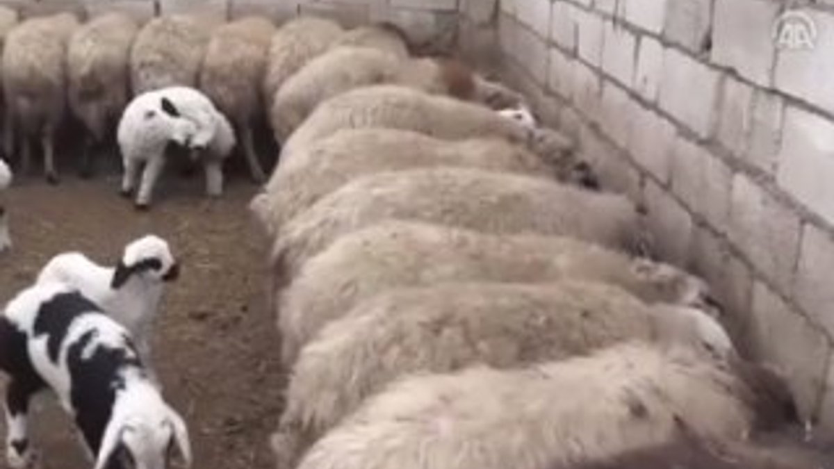 300 koyun projesi Şırnak'ta başlıyor