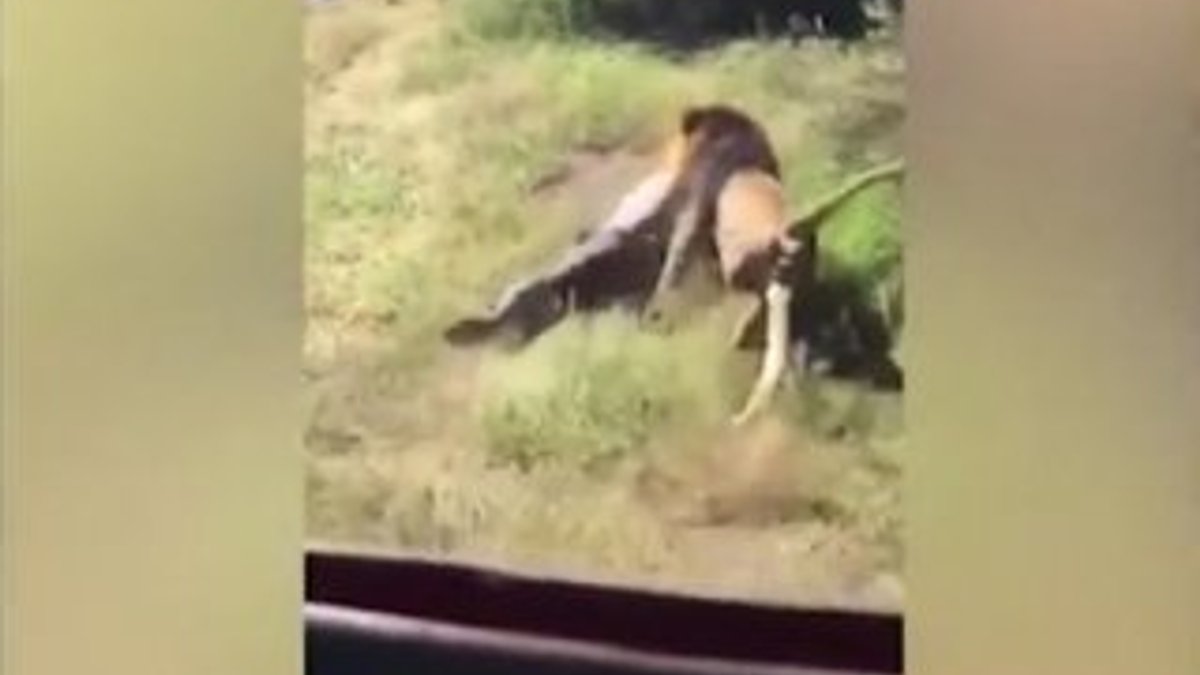 Doğal yaşam parkının sahibi aslan saldırısına uğradı