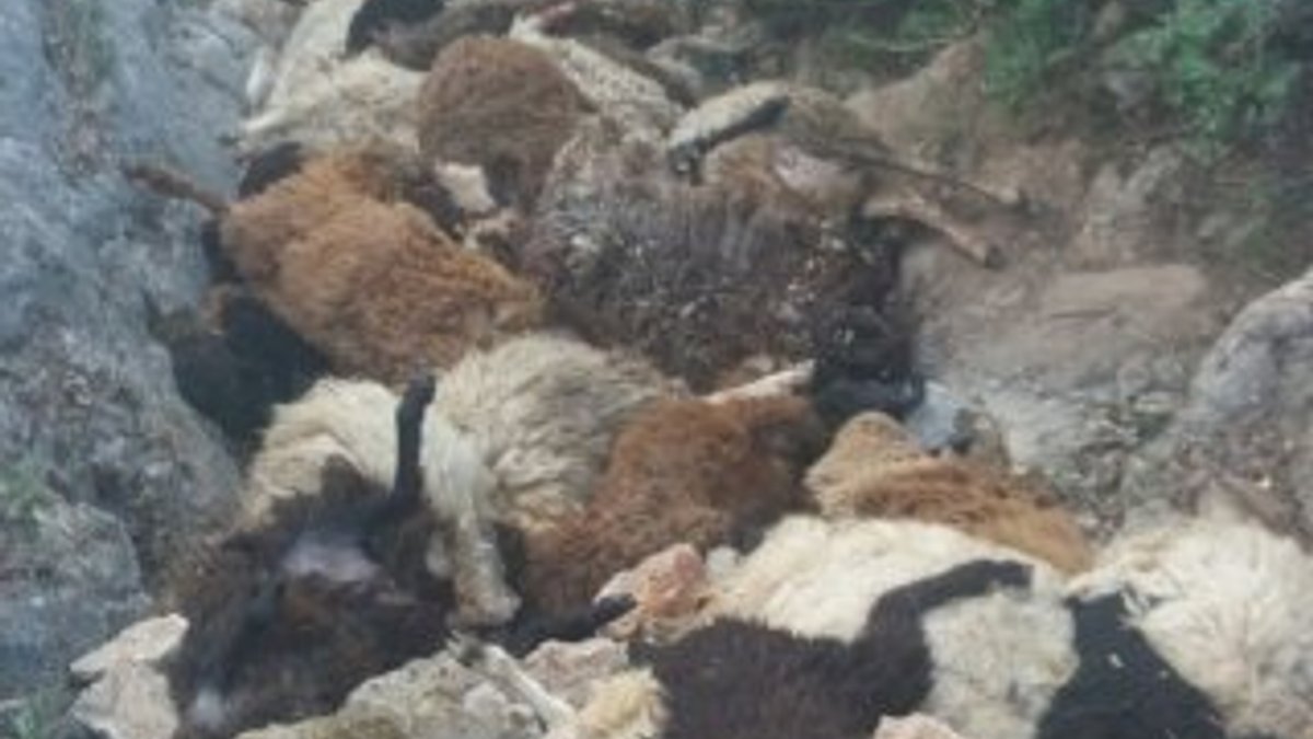 Tokat’ta 49 koyun birbirlerini ezerek telef oldu
