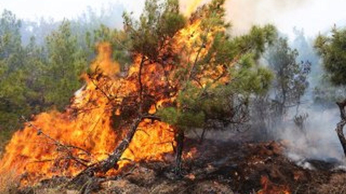 Hatay'da 100 hektarlık alanda yangın
