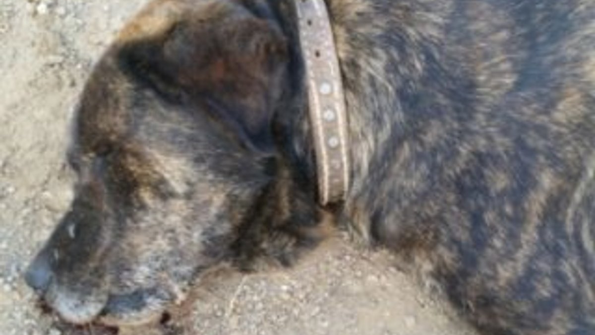 Marmaris'te köpekler zehirlenerek öldürüldü