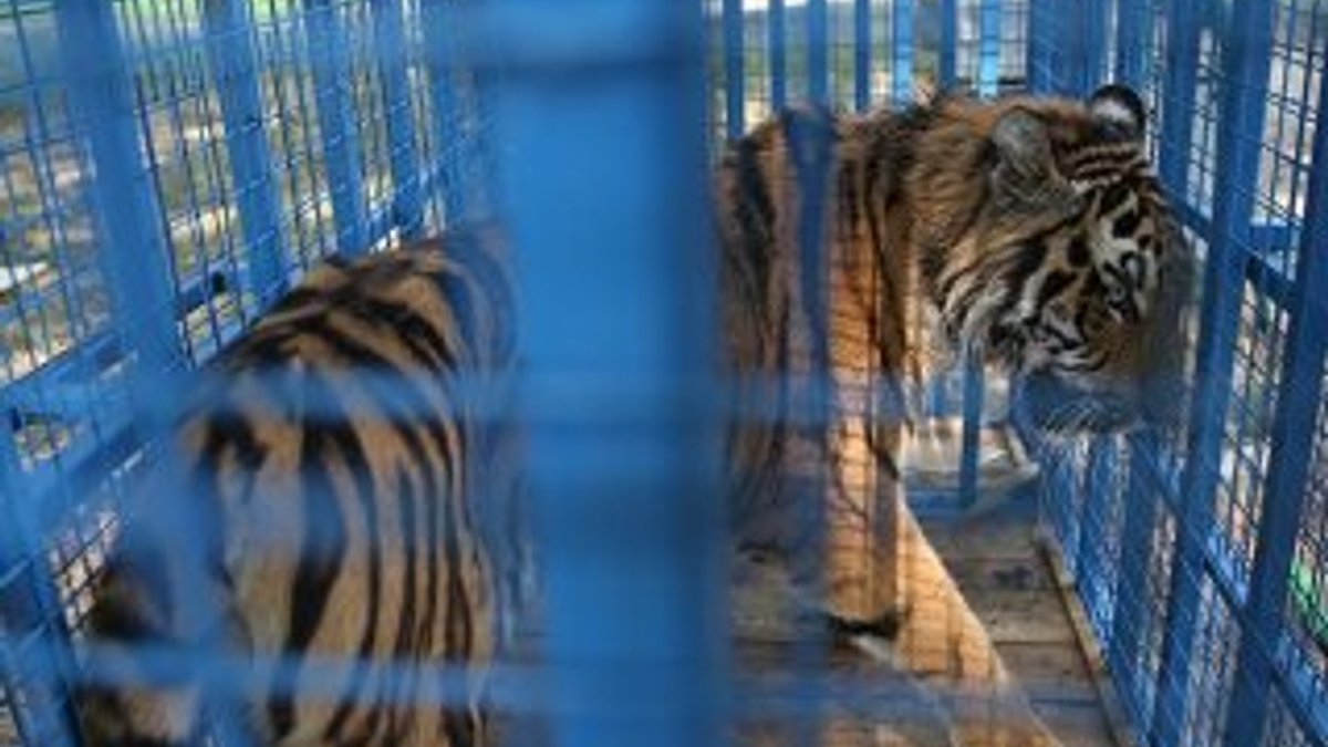 Pakistan'da hayvanat bahçesine soruşturma