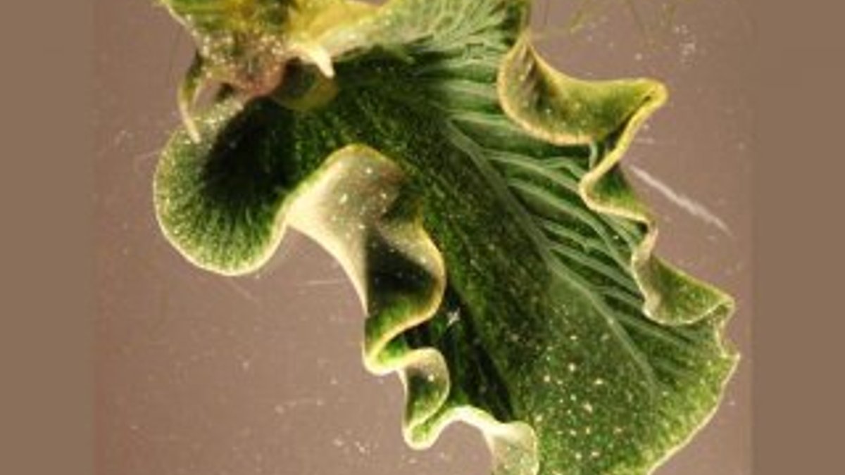 ABD'de fotosentez yapan deniz salyangozu keşfedildi
