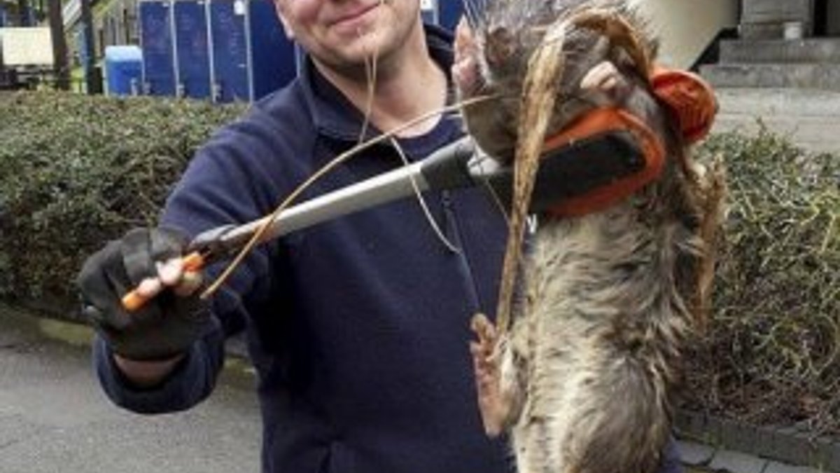 Londra'da 12 kiloluk fare yakalandı