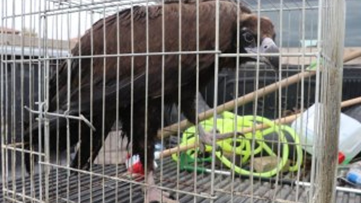 Bolu'daki yaralı kara akbaba doğaya salındı