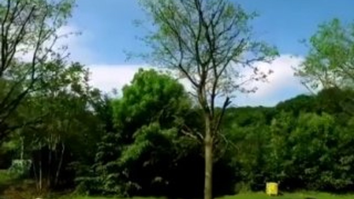 Maçka Parkı'ndan sökülen ağaçlar tomurcuklandı