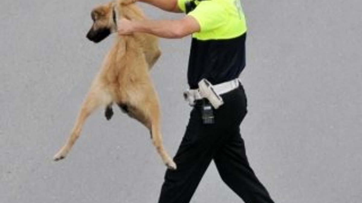 Trafik polisi köpeği yolun karşısına geçirdi