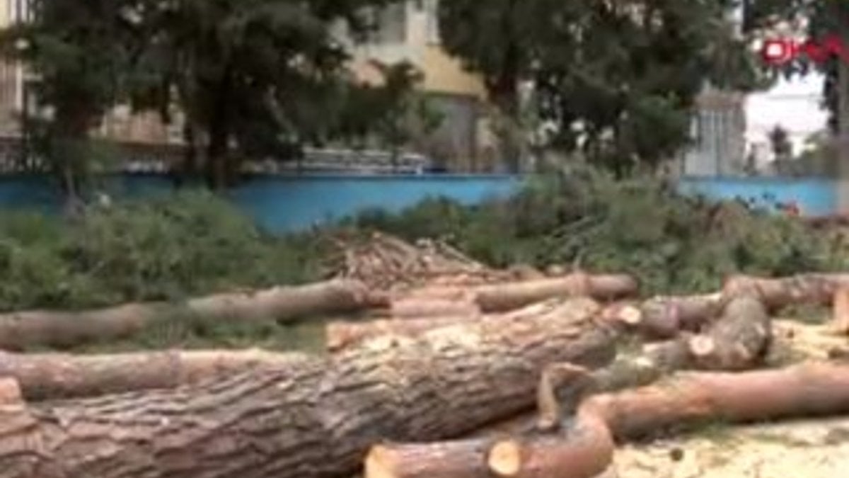 Öğrencileri alerji yapan 65 yıllık ağaçlar kesildi