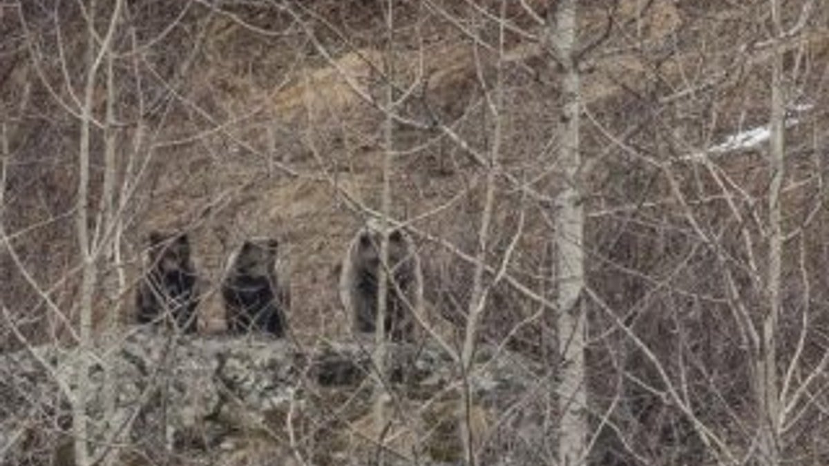 Doğu Karadeniz’deki artan ayı sayısı korkutuyor