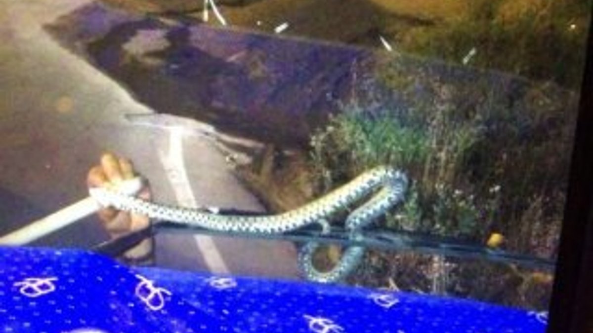 Sileceğe dolanan yılanı görünce polisten yardım istedi