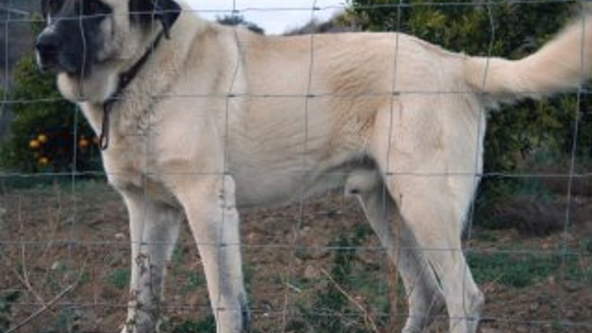 Fransız çobanların imdadına Sivas Kangalı yetişti