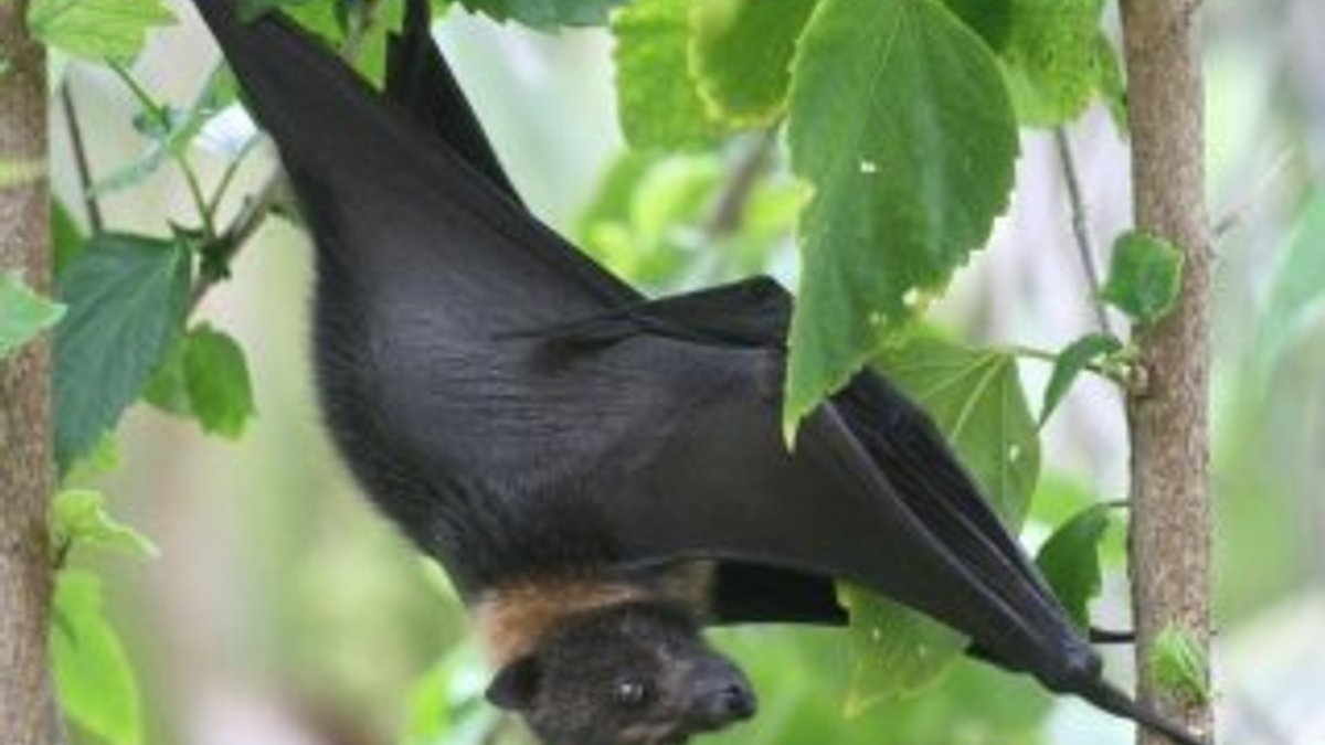 Hindistan’da Nipah virüsü: 10 ölü