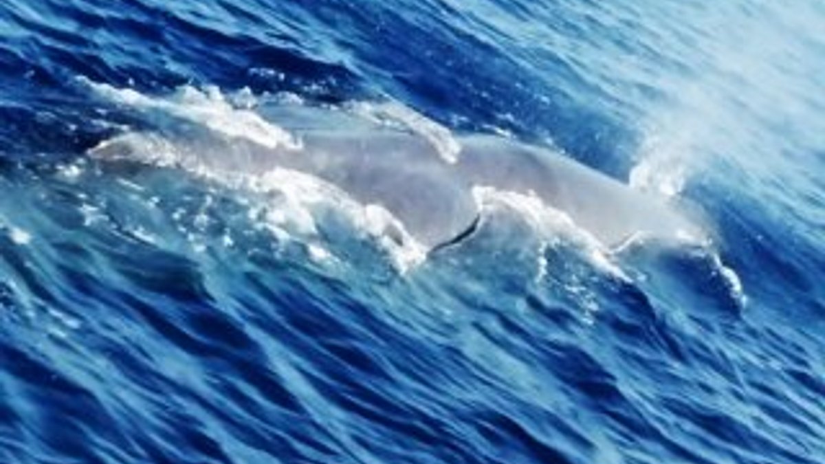 Fethiye’de balina görüldü