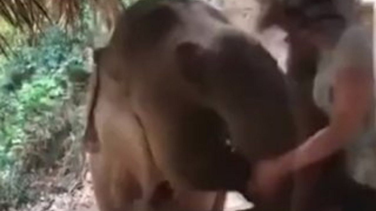Turist kadın filin saldırısına uğradı