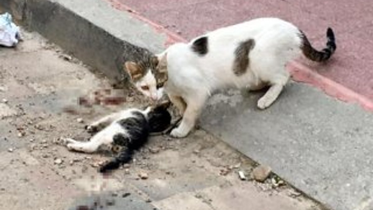 Anne kedi, ölen yavrusunun başından saatlerce ayrılmadı