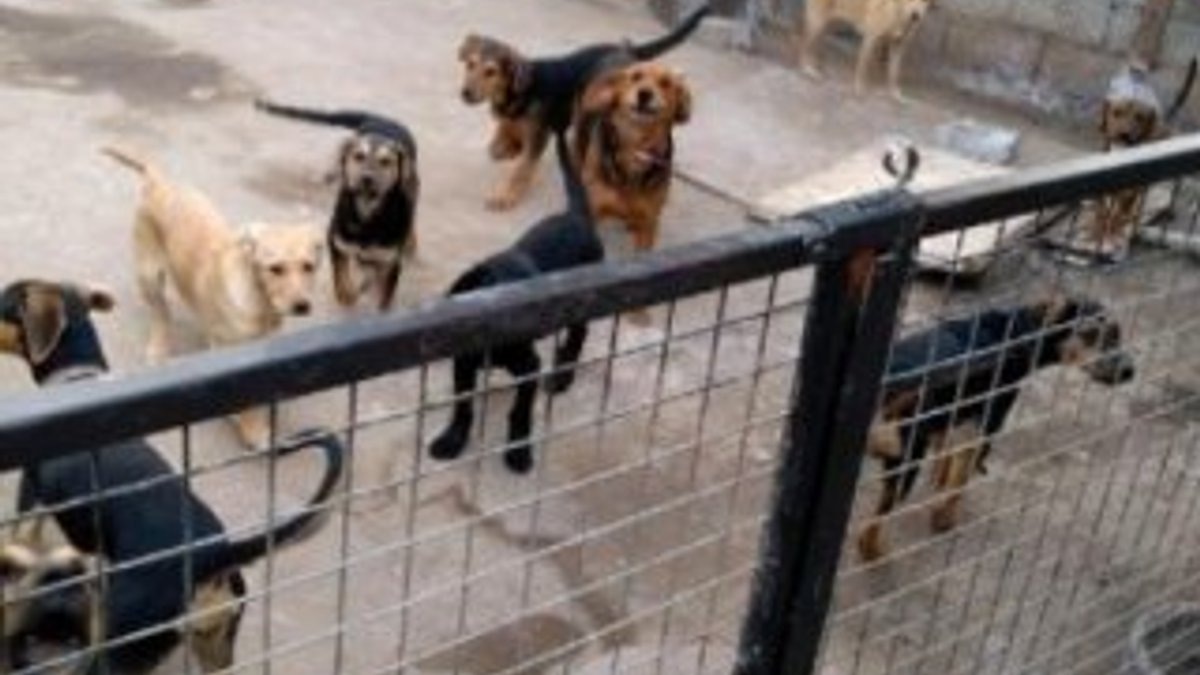 Evde 18 köpek besleyince komşuları tepki gösterdi