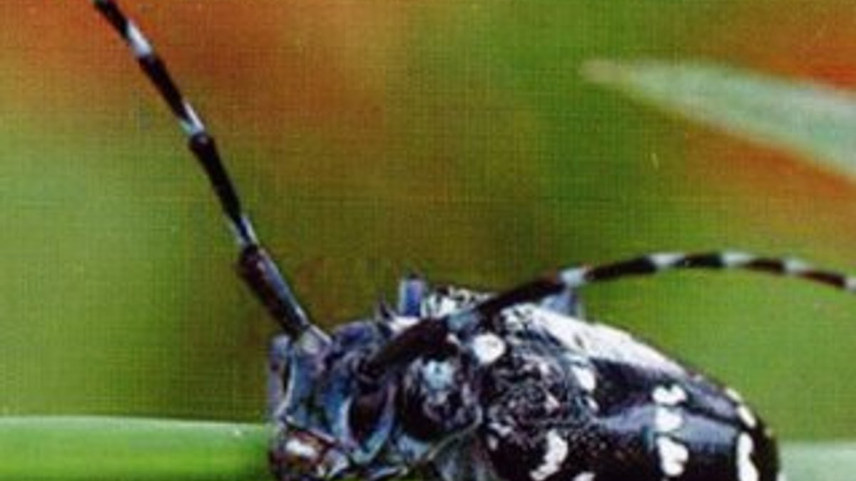 'Drakula' böcek tespit edilen bahçe karantinaya alındı