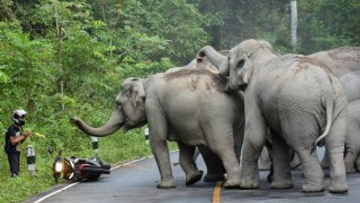 Tayland'da bir adam fillerin saldırısına uğradı