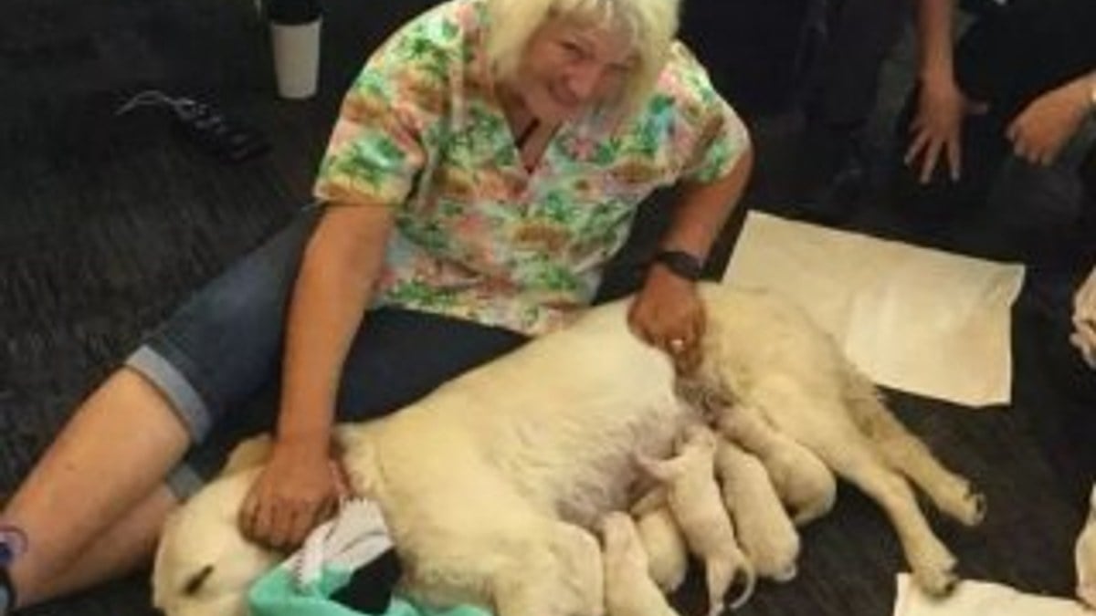 ABD havalimanında sürpriz: Köpek sekiz yavru doğurdu