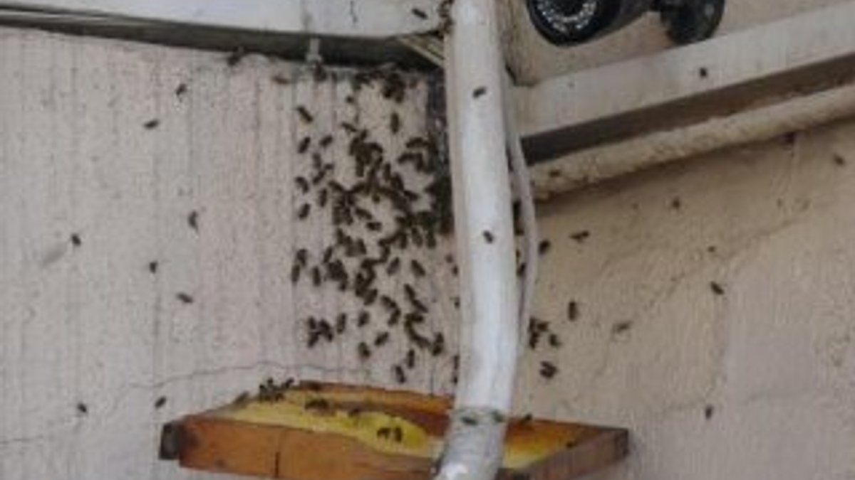 Hastaneye yuva yapan arılar
