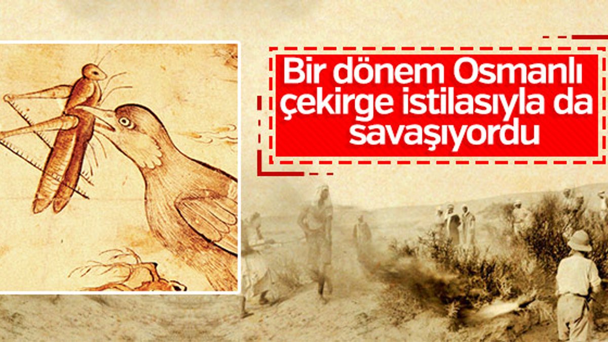 Osmanlı’nın çekirge istilasına karşı savaşı