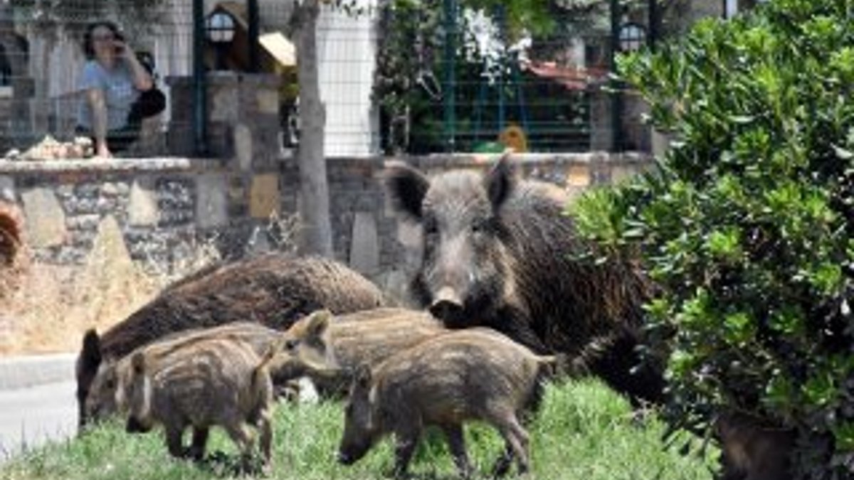Muğla'da domuz sürüsü ilçe merkezine indi