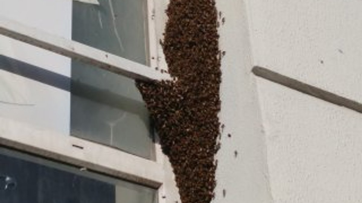 Bağcılar’da arı istilası