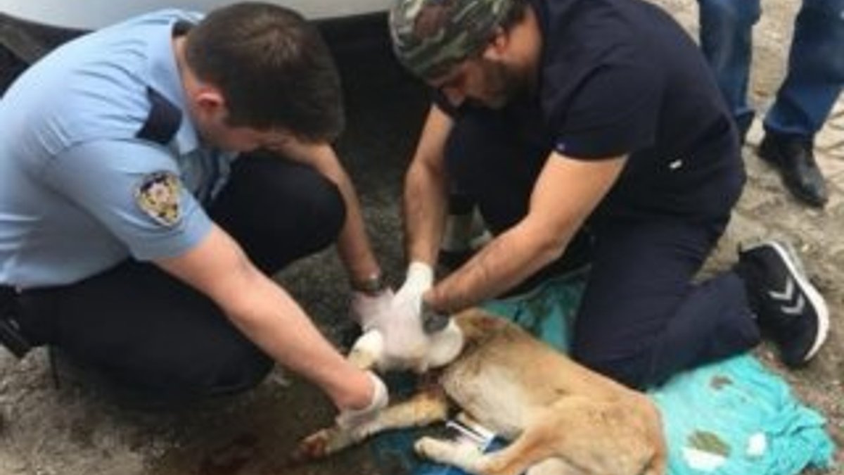 Polis, yaralı köpeği kurtardı