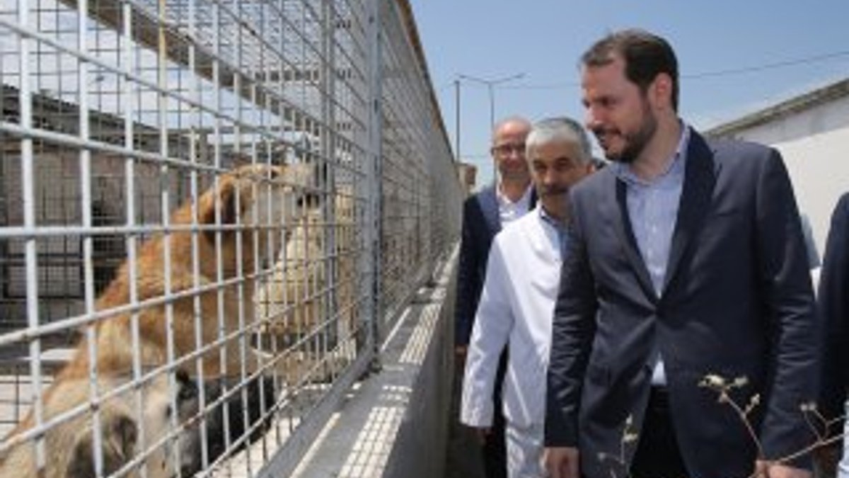 Bakan Albayrak: Hayvan haklarının takipçisi olacağız