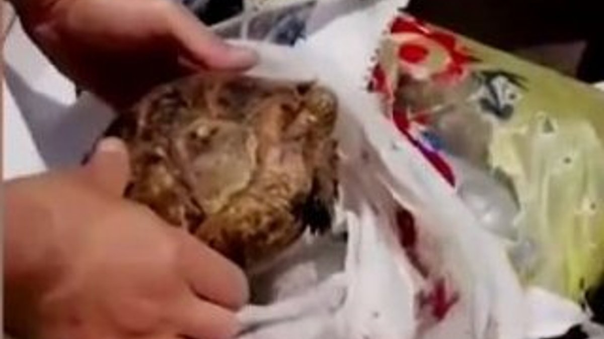 Çöpe atılan kaplumbağayı kurtardı