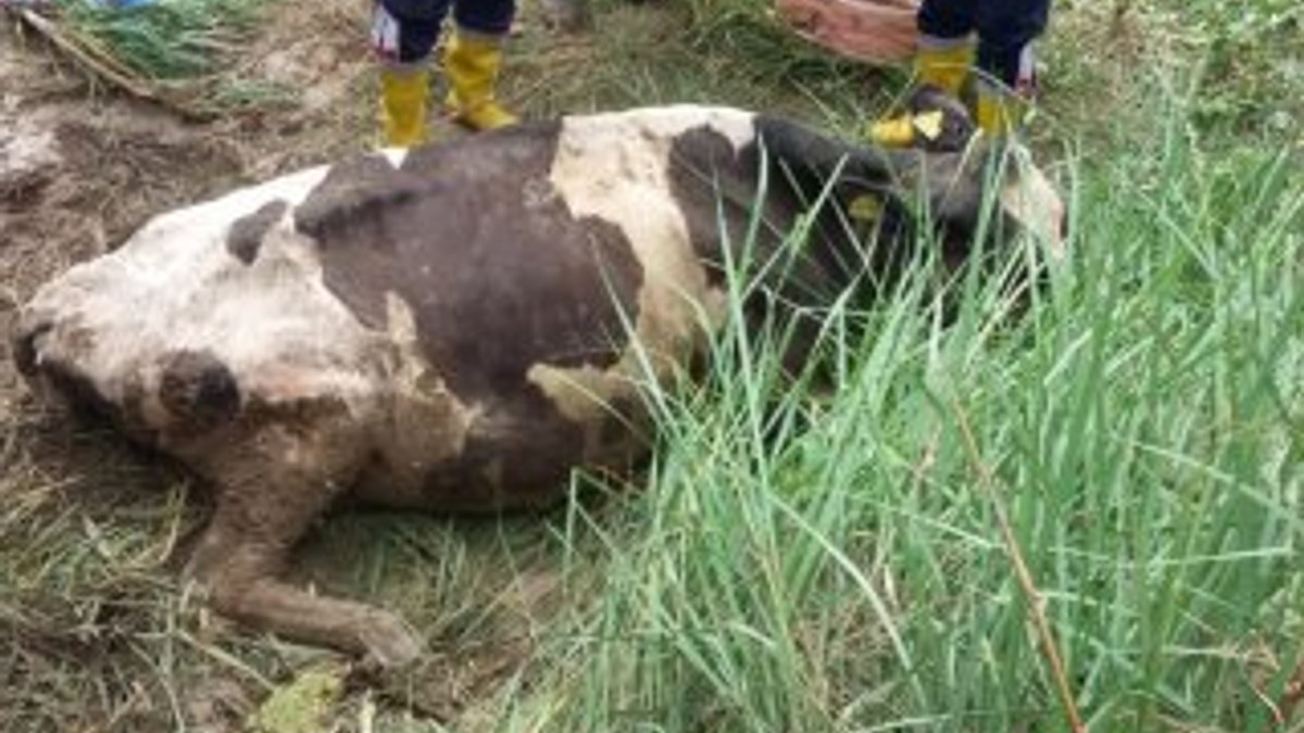 Adana'da çamura saplanan inek kurtarıldı