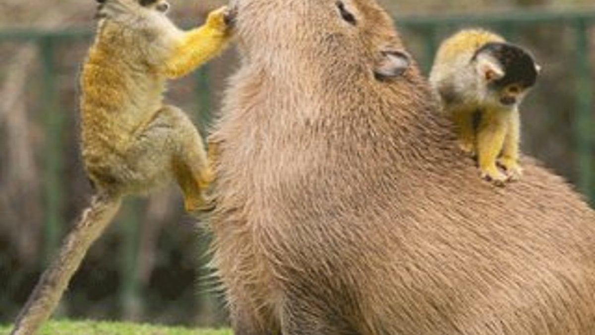 Kapibara nedir