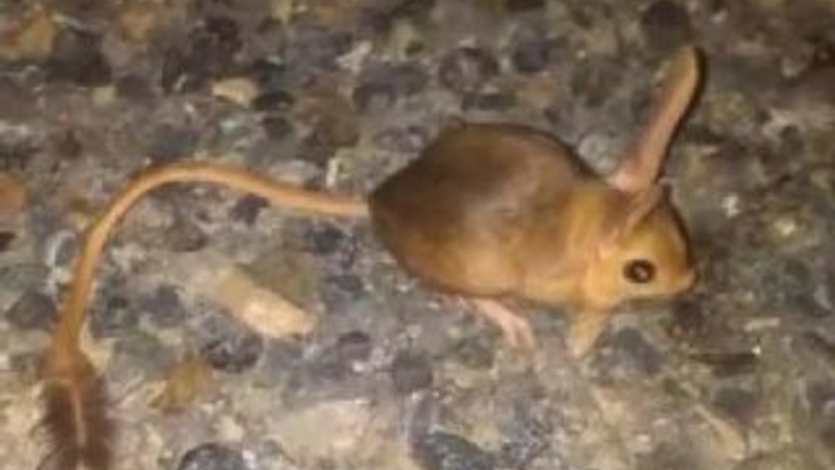 Elazığ'da kanguru faresi görüldü