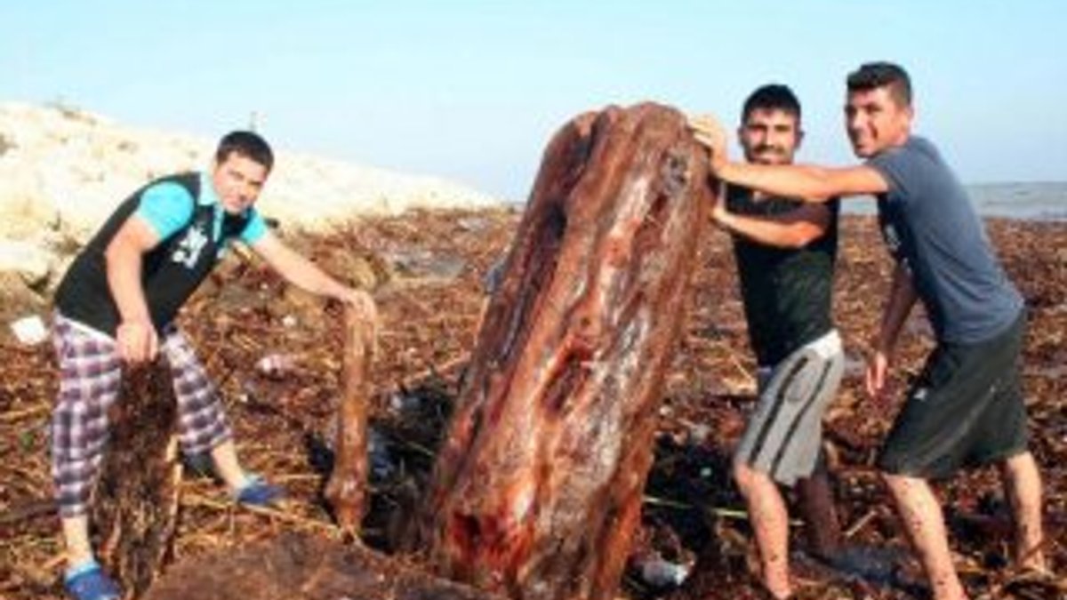 Mersin'de denizden odun topladılar