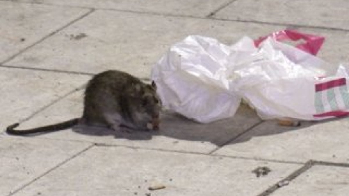 İsveç'te fare istilası