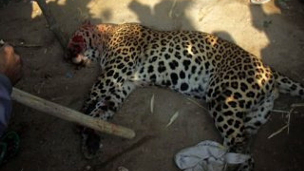 Sri Lanka'da leopar öldürenler gözaltına alındı