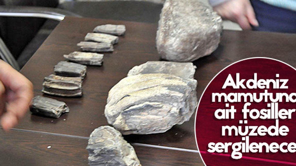 2 milyon yıllık fosiller Şehir Müzesi'nde sergilenecek