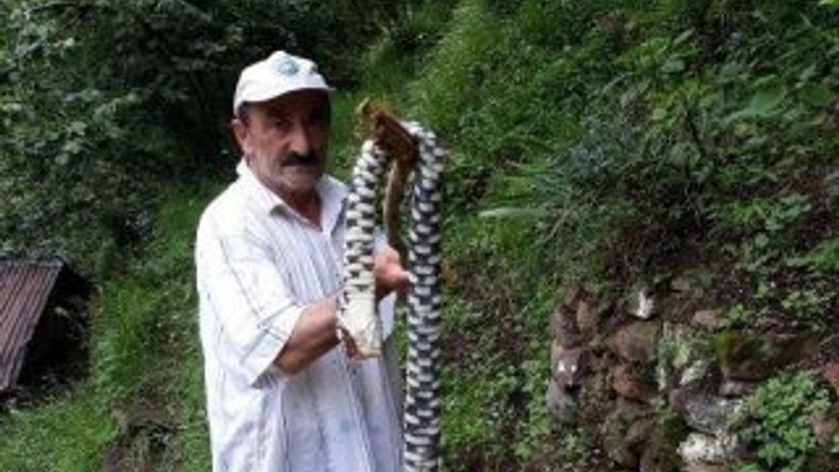 Bahçesinde öldürdüğü yılan dünyanın en zehirlisi çıktı