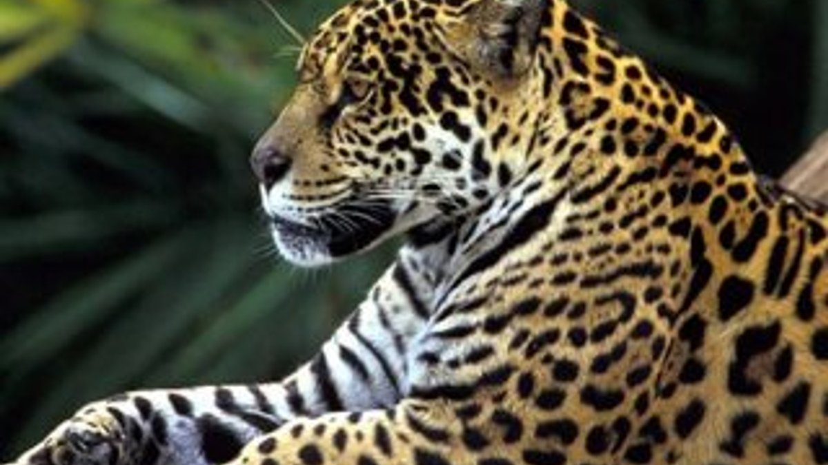Kaçak avcılar Hindistan'da leopar nesline zarar veriyor
