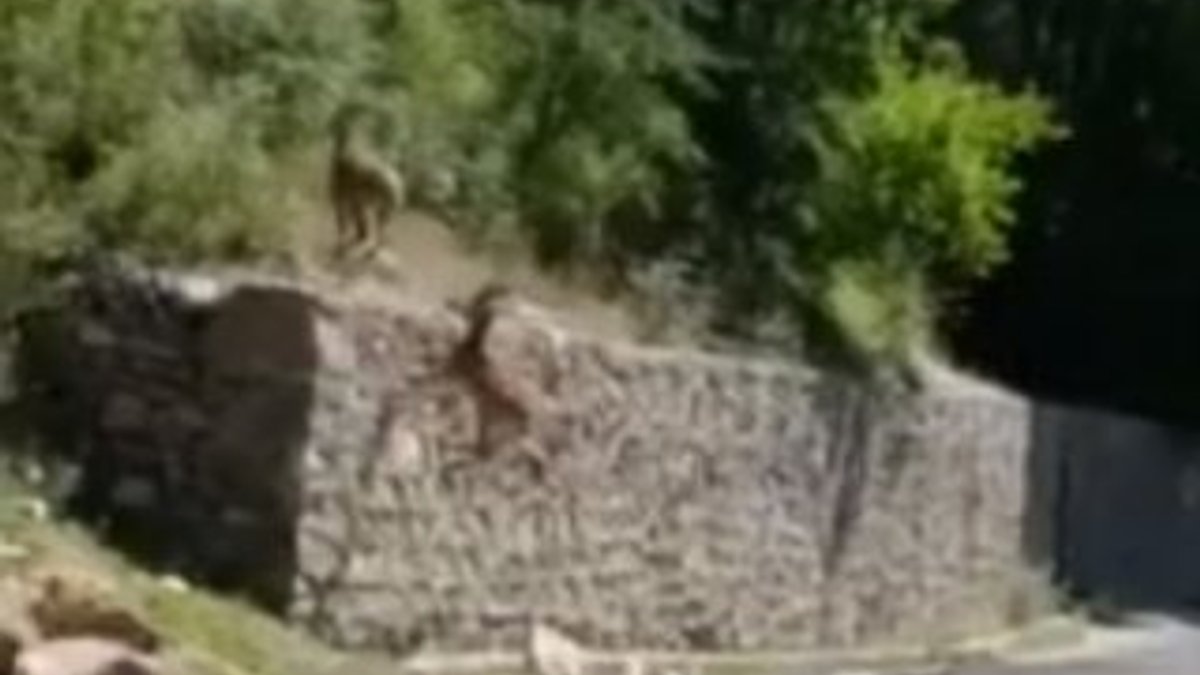 Van'ın dağ keçileri görüntülendi