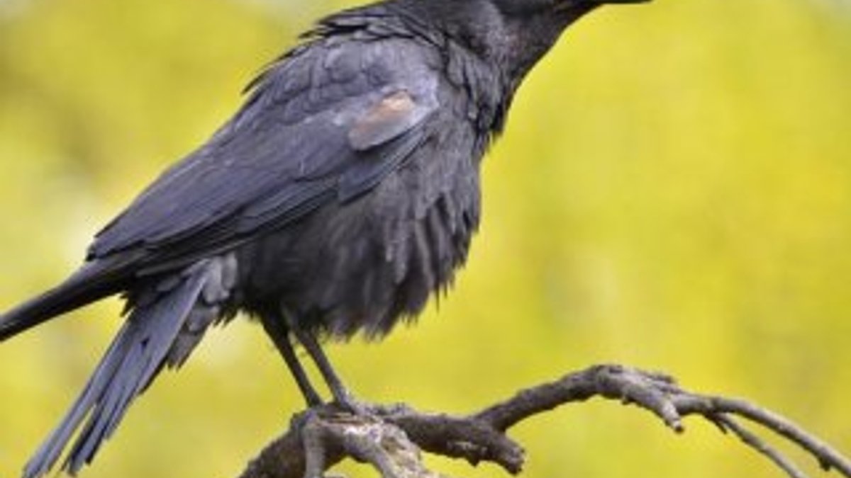Araştırmalarda en zeki kuş türü kargalar oldu