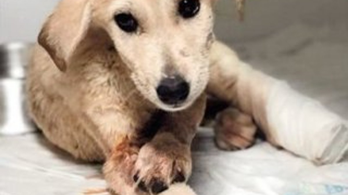 Mardin'de hayvanseverler yaralı yavru köpek buldu