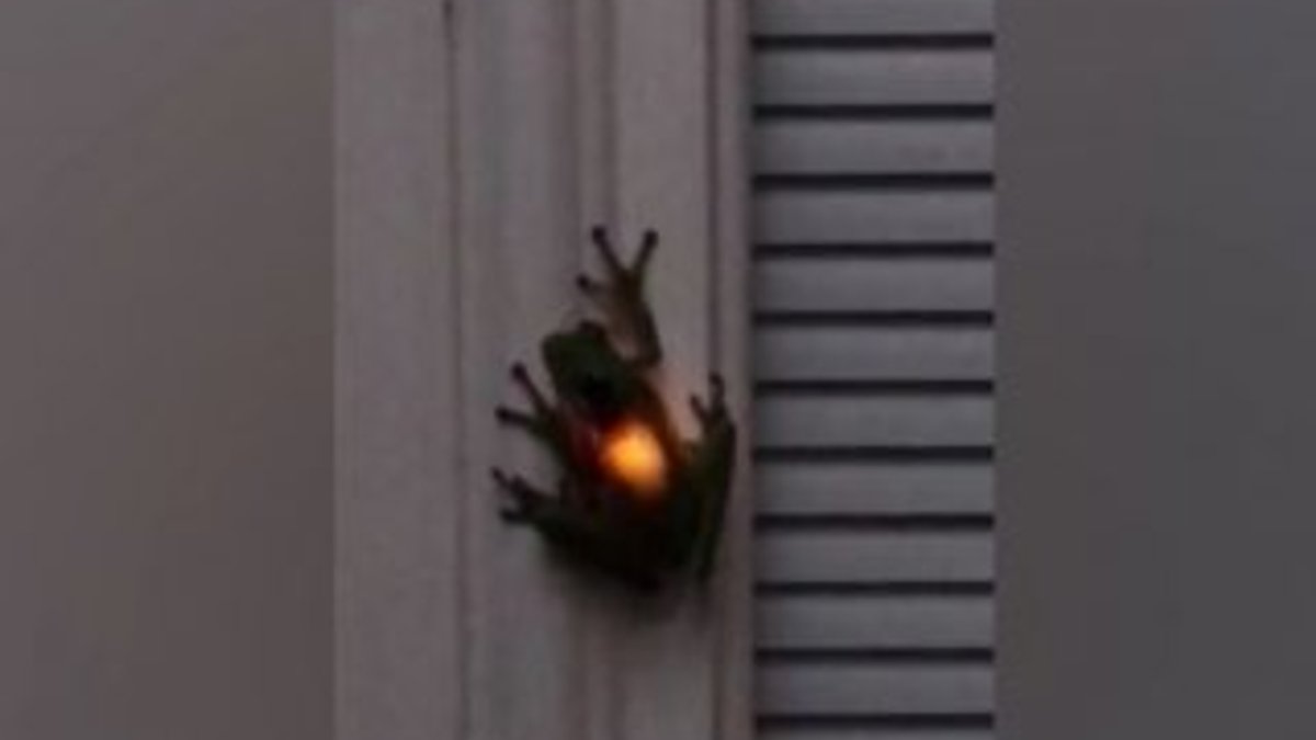 Kurbağanın midesinde ışık saçan ateş böceği