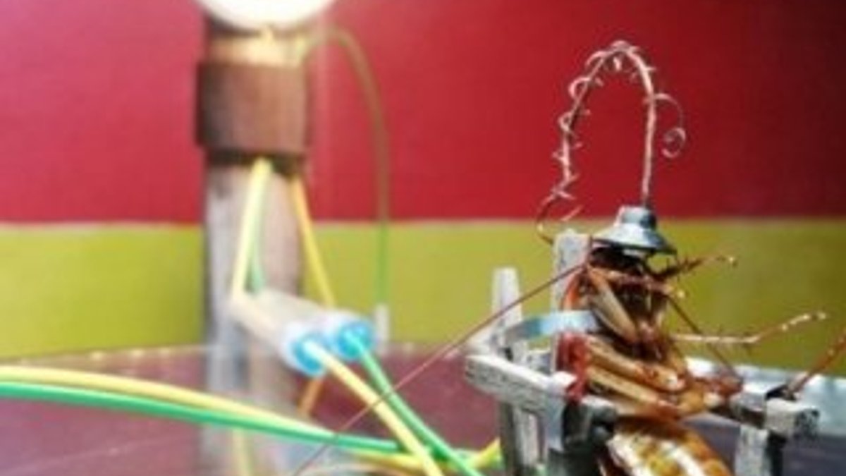 Hamam böceğine elektrik veren heykeltraş tutuklandı