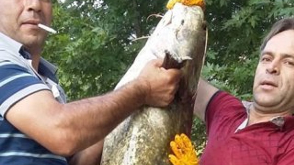 Oltasına 50 kiloluk balık takıldı
