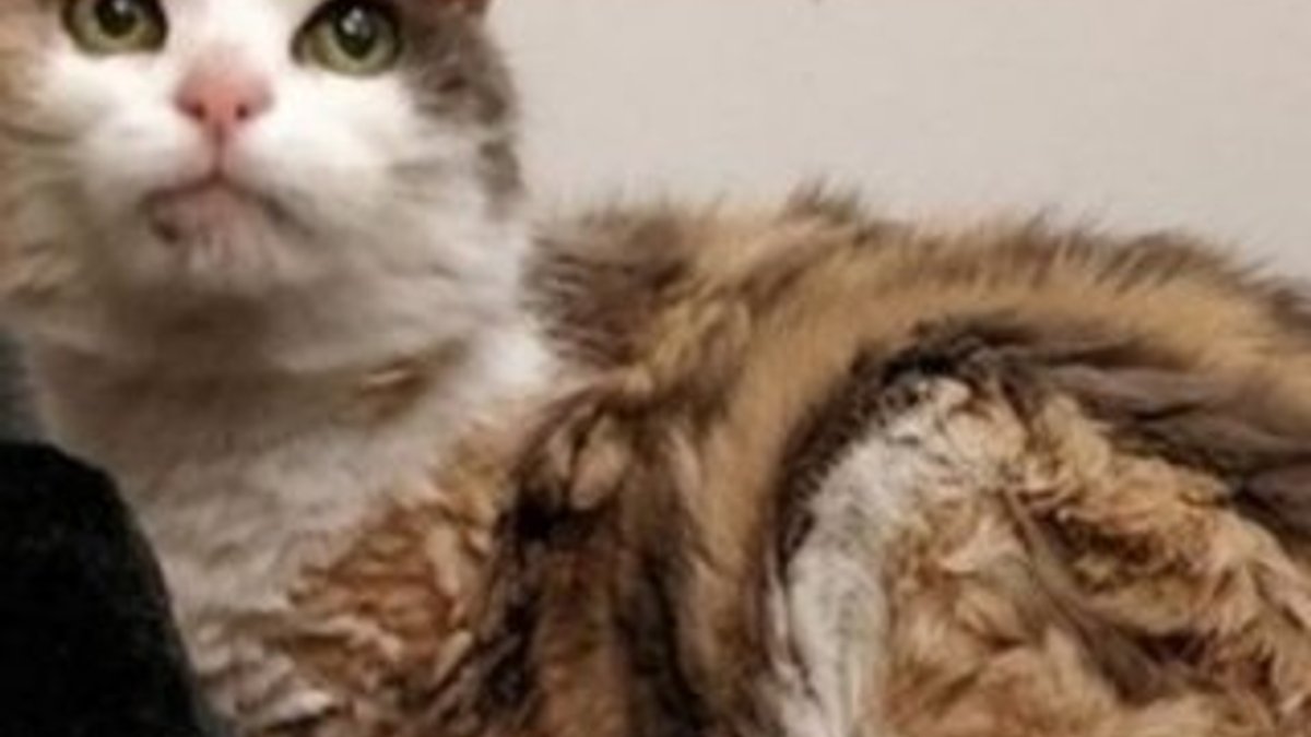 Evden kaçan kedi 17 yıl sonra bulundu