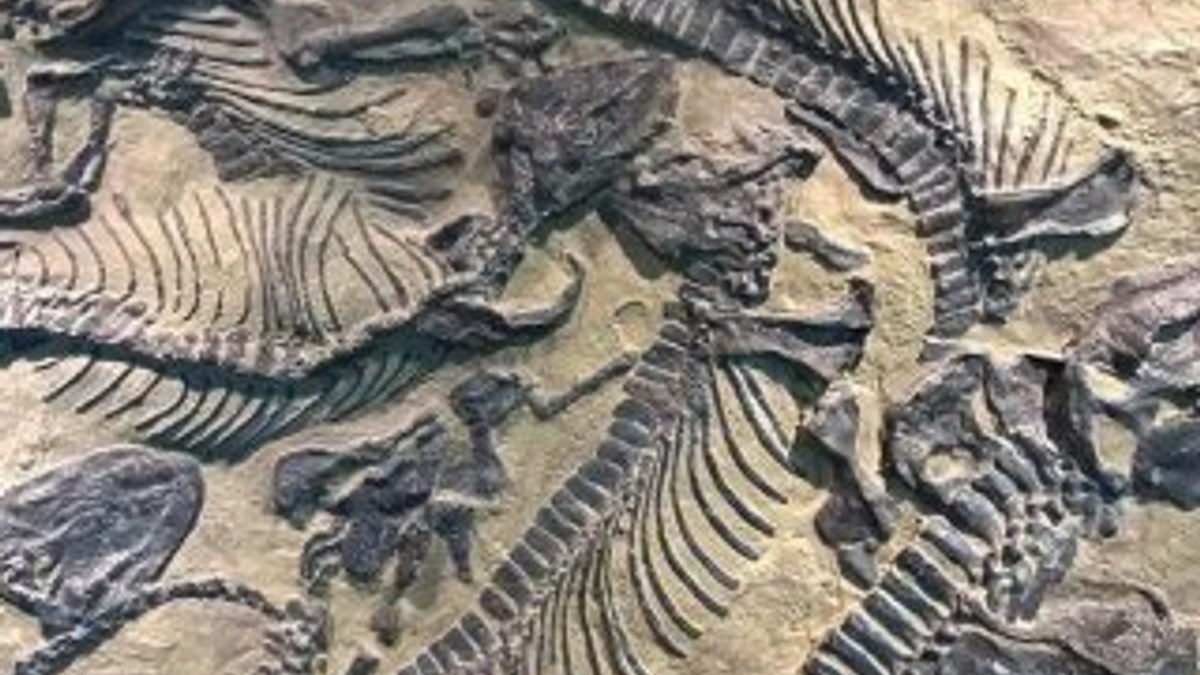 Arjantin'de dinozorlar hakkında ezber bozan keşif