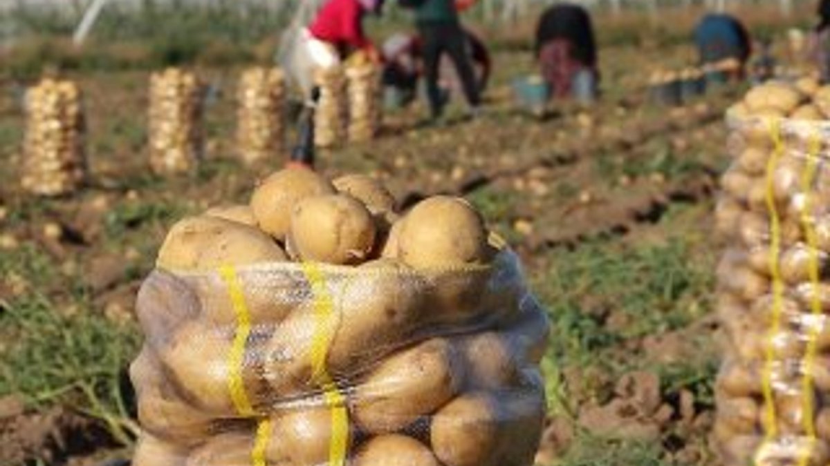Patates fiyatına 'yazlık hasat' freni