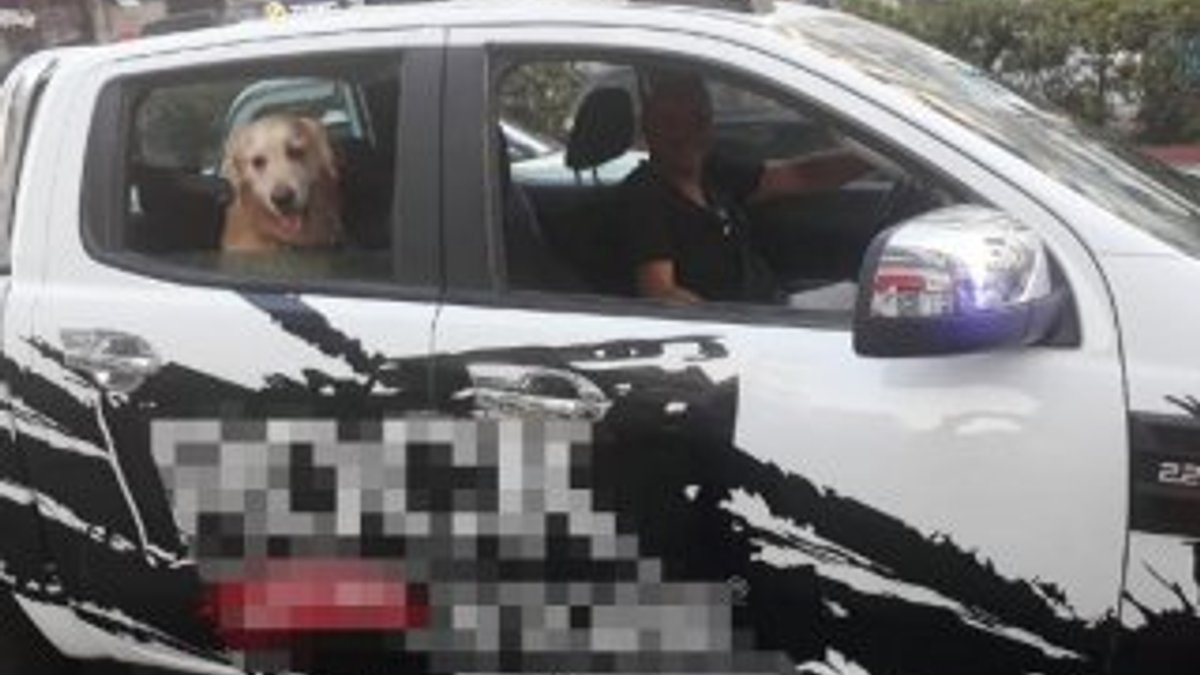 Köpeğine emniyet kemeri takan sürücüye polisten teşekkür