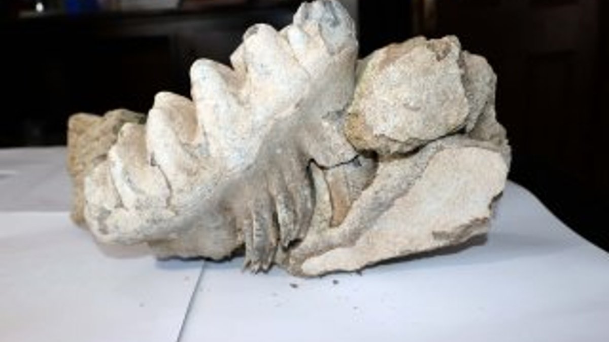 Yozgat'ta 9 milyon yıllık mamut fosili bulundu